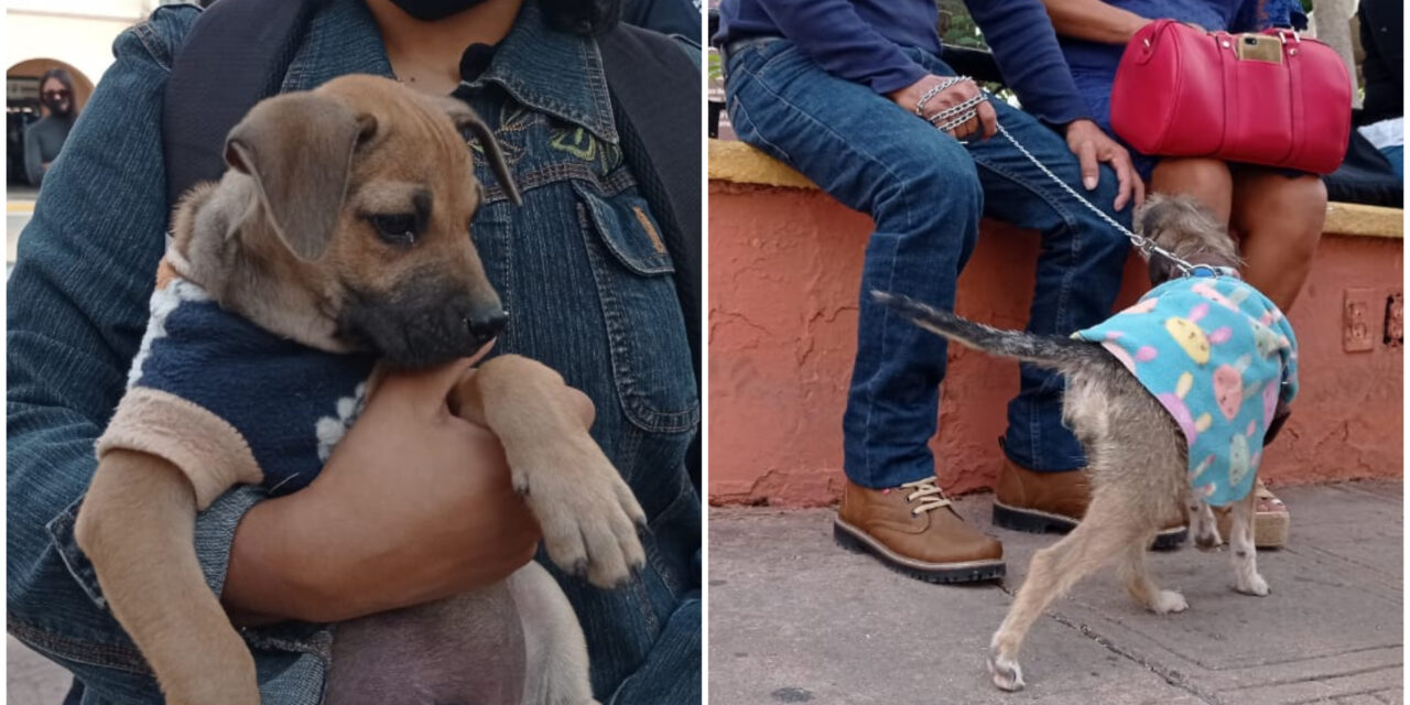 Municipio de Mérida prepara mejoras en atención de animales callejeros