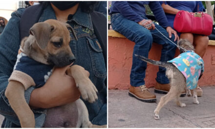 Municipio de Mérida prepara mejoras en atención de animales callejeros