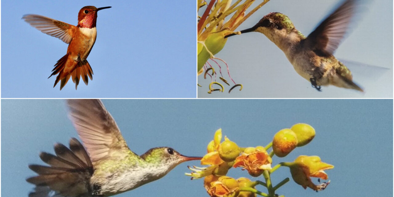 Colibríes, claves en equilibrio ecológico, con dificultades de sobrevivencia