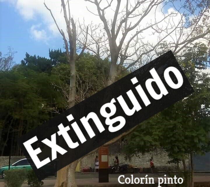 La otra plaga de 2020: mató árboles en Yucatán… “y nadie hizo nada”