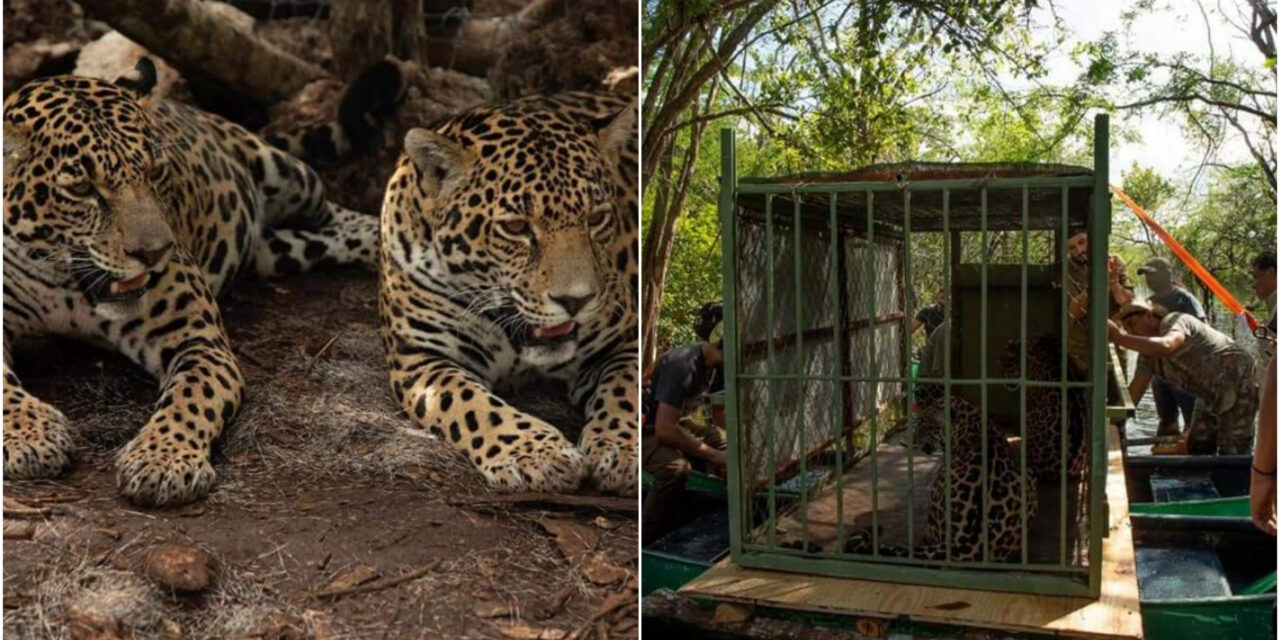 Las hermanas jaguar “Celestún” y “Nicté-ha”, liberadas en su hábitat