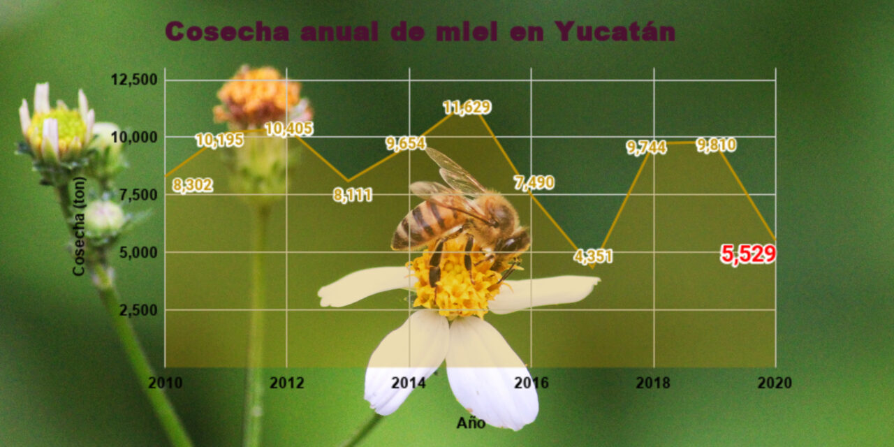 Yucatán registra en febrero 2021 su peor cosecha mensual de miel desde 2010
