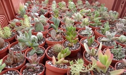 Miniaturas de la naturaleza: auge en Mérida de plantas desérticas
