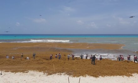 Abundante sargazo invade playas del Caribe Mexicano; esperan más (Vídeo)