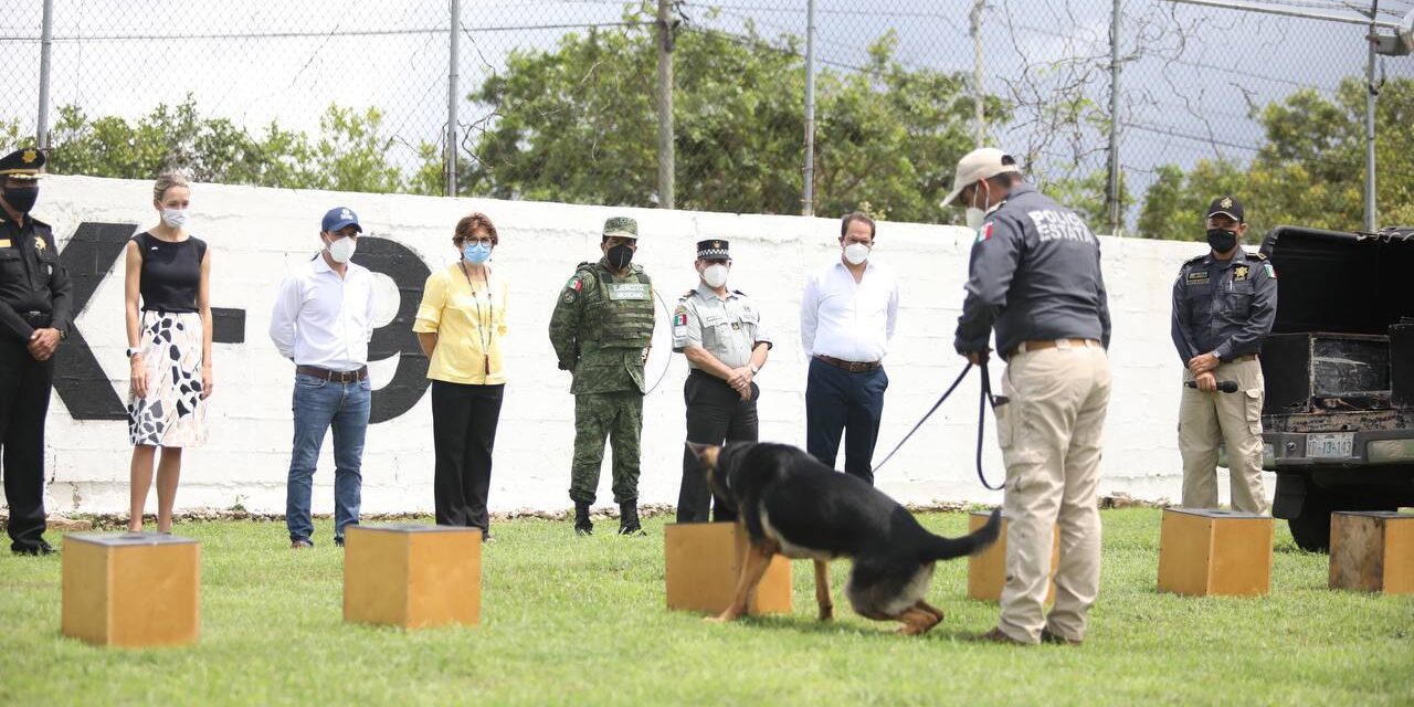 Perros adiestrados entran a detección de Covid-19 en Yucatán