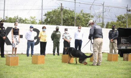 Perros adiestrados entran a detección de Covid-19 en Yucatán