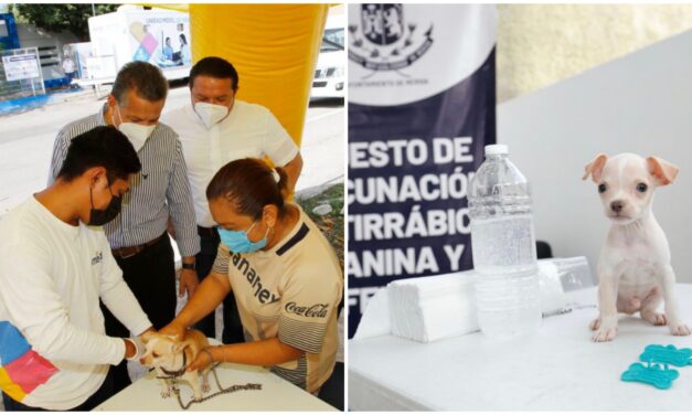 Cuidado y bienestar animal, responsabilidad compartida entre Ayuntamiento y ciudadanos en Mérida