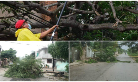 Colapsa electricidad horas en Mérida; caen árboles y estructuras