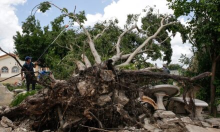 En Mérida 56.17 por ciento de avance en recoja de árboles caídos