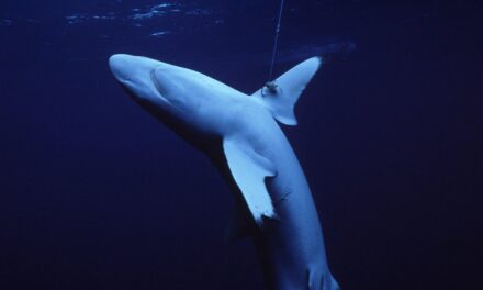 Advierten de extinción de más de un tercio tiburones y rayas por sobrepesca