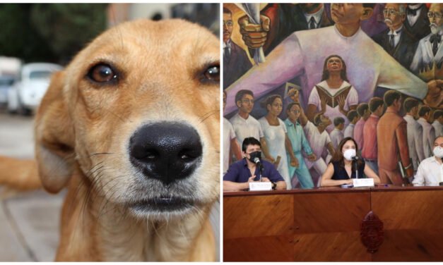 Protección a fauna en Mérida: “No dar alimentos a animales callejeros”, justifican