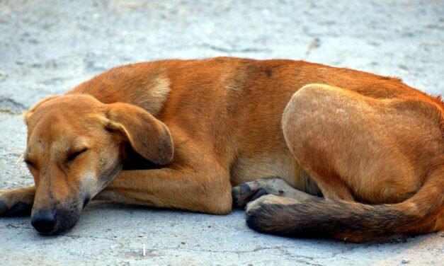 Frenan Reglamento para Protección de la Fauna en Mérida; va nueva revisión