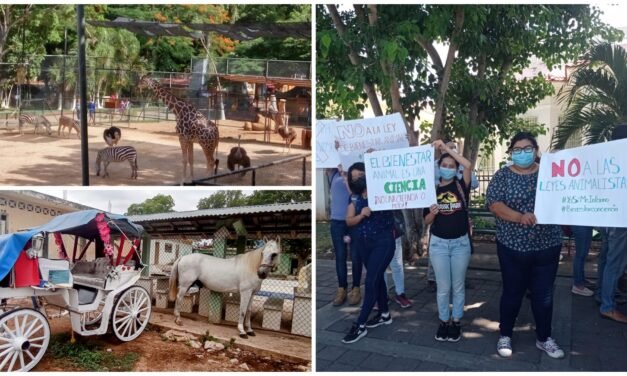 En defensa de circos, zoológicos, cacería y calesas; refutan a animalistas