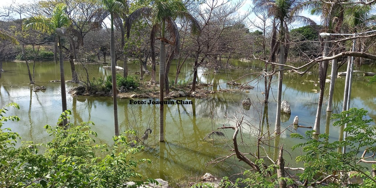 Yucatán: Baja inundación que dejó 2020, pero subsuelo sigue más lleno que con ‘isidore’
