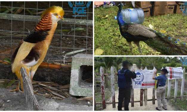 Rescatan fauna exótica y en peligro de extinción en rancho de QRoo