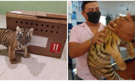 Cachorro de tigre de bengala asegurado en Aeropuerto de Mérida