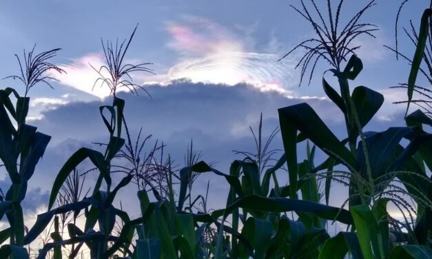 Milpa maya será propuesta a Unesco para declaratoria de Patrimonio Inmaterial