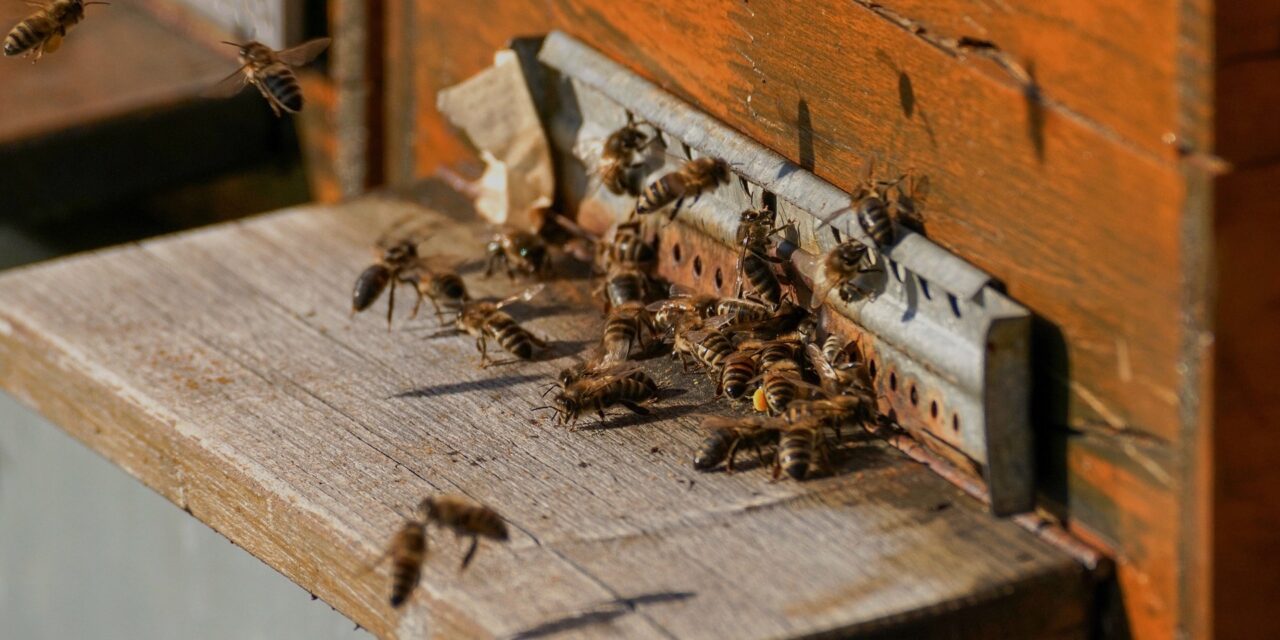 ‘Los apicultores están perdiendo territorio’.- experto de Ecosur