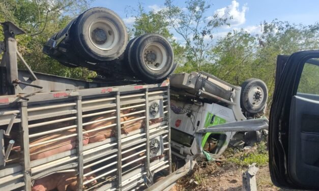 Vuelca tráiler repleto de cerdos en puente de salida a Chetumal