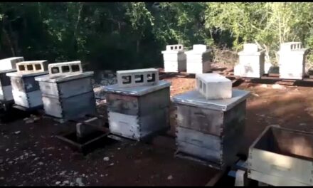Apicultores yucatecos viven su ‘primavera’ por precios de miel
