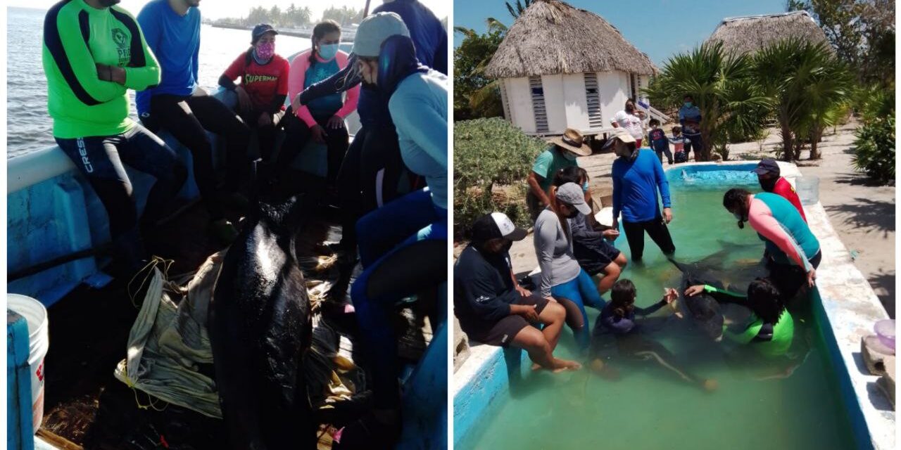 Tres orcas pigmeas recaladas en costas de Yucatán eran viejas y murieron