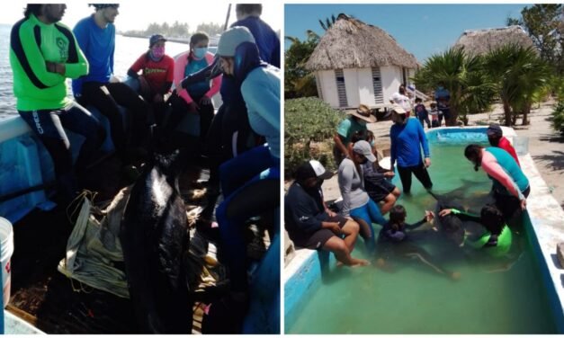 Tres orcas pigmeas recaladas en costas de Yucatán eran viejas y murieron