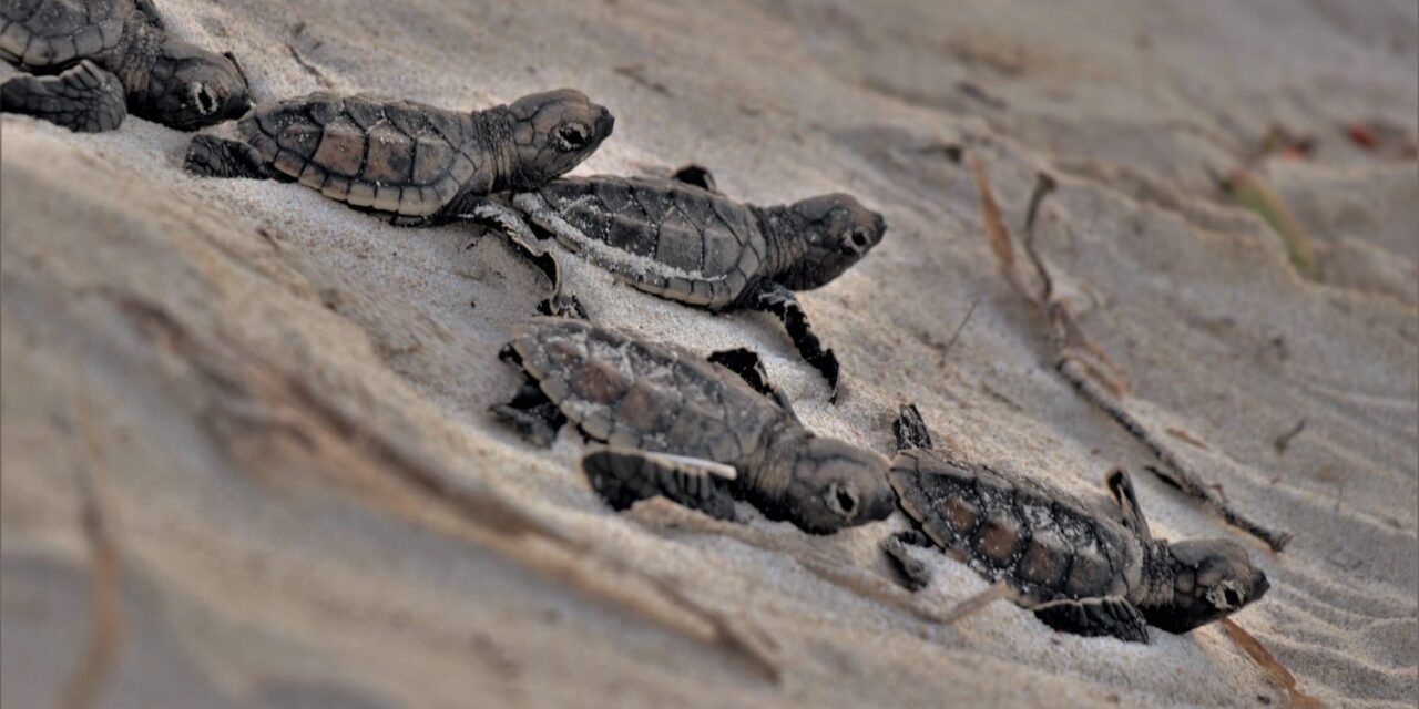 Tortugas marinas requieren ayuda: campaña para recaudar donativos