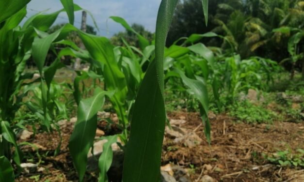 Pocas lluvias dejan escasez de semillas y afectaciones a milpa maya