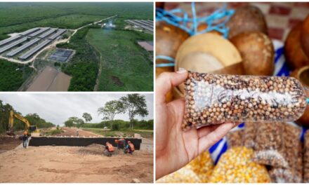 Silvicultores de Yucatán contra megagranjas porcícolas y Tren Maya