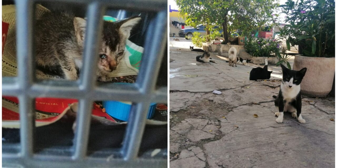 Esterilización de gatos, a bajo costo, la próxima semana en Facultad de UADY