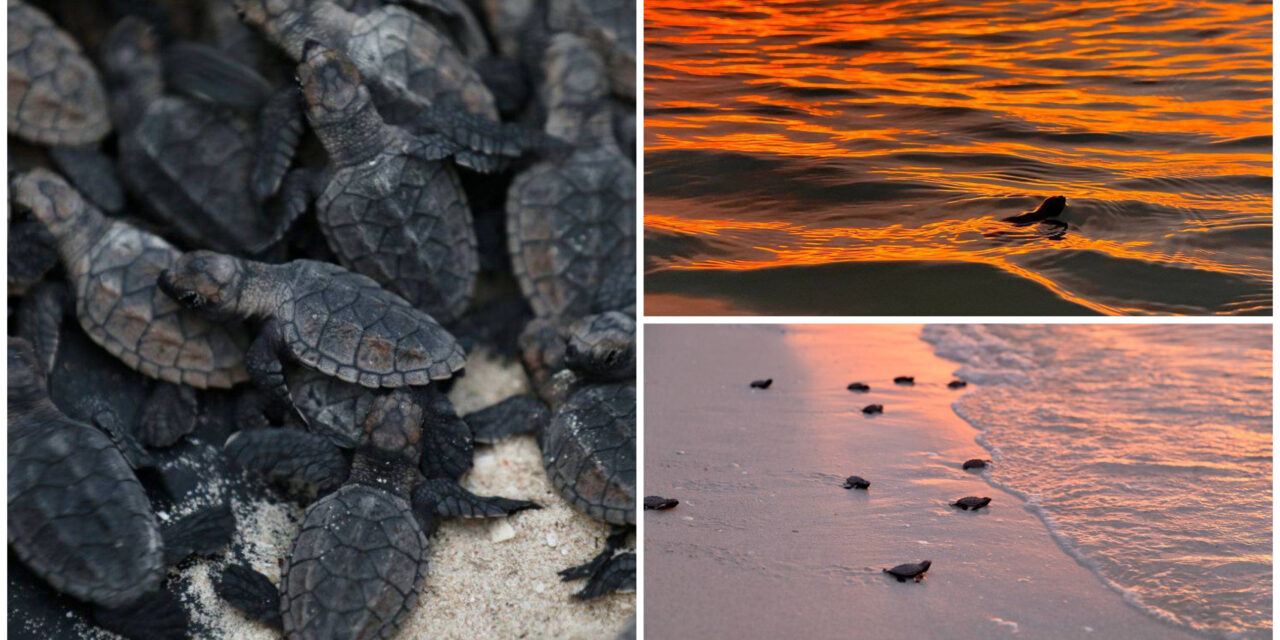 Liberan 89 crías de tortuga de la especie Carey en puerto Sisal