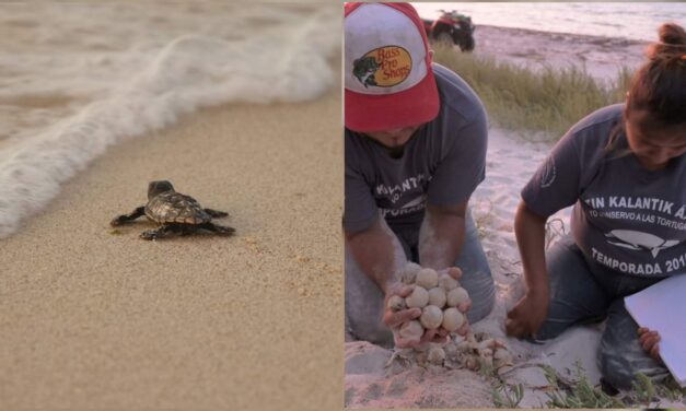 Medio millón de tortuguitas en el litoral de Yucatán requieren salvamento