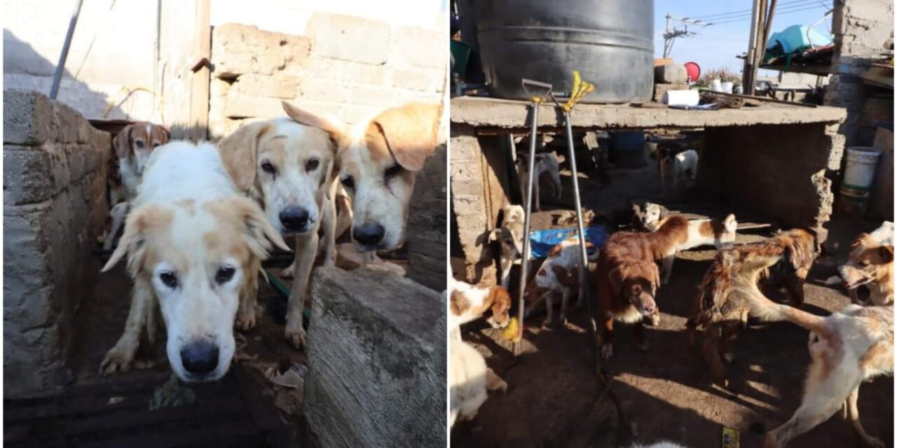 Salvados casi 100 perros de predio ligado con supuesta taquería