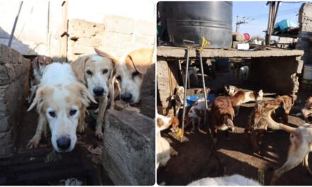 Salvados casi 100 perros de predio ligado con supuesta taquería