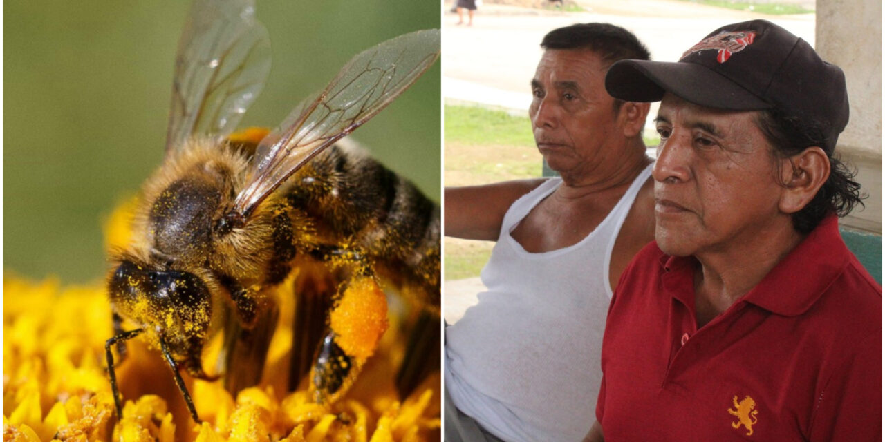 La Riviera Maya no es la única alternativa, dice apicultor a jóvenes