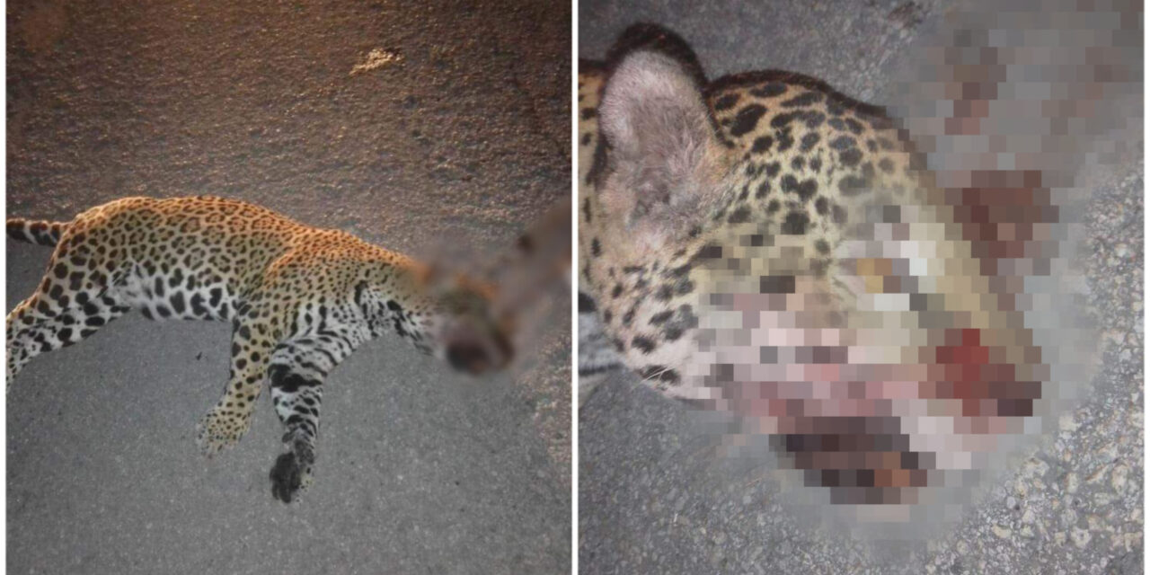 Indigna muerte de jaguar en carretera de Playa del Carmen