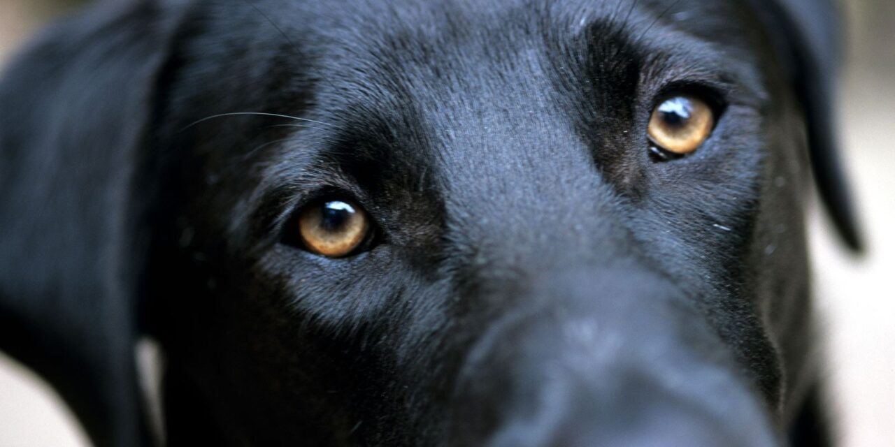 Envenenan a perros en Peto; el caso de Vicky y sus cachorros