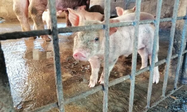 Porcicultura en Yucatán: dura propuesta de Greenpeace México