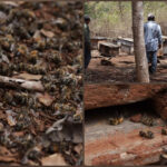 Asola mortandad de abejas en Los Chenes, Campeche