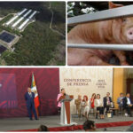 Focalizan control de porcicultura en Yucatán por calidad del agua