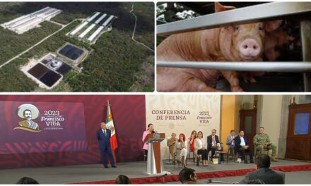 Focalizan control de porcicultura en Yucatán por calidad del agua