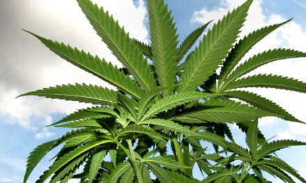 Empresa de Canadá producirá y comercializará cannabis en México