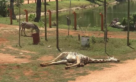 Murió jirafa “Chucho” en zoológico Animaya de Mérida