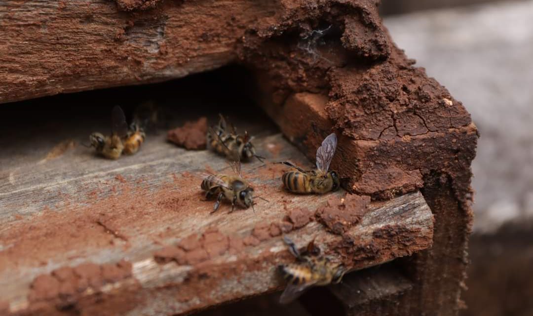 Inminente resolutivo en mortandad de tres mil colmenas en Campeche y Yucatán