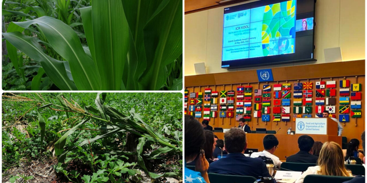 Milpa maya, patrimonio agrícola mundial; reconocimiento de FAO