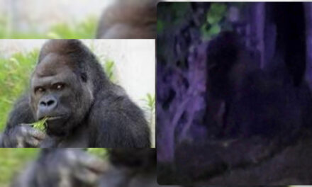 No es broma: buscan a gorila libre en límites de Hidalgo y Estado de México