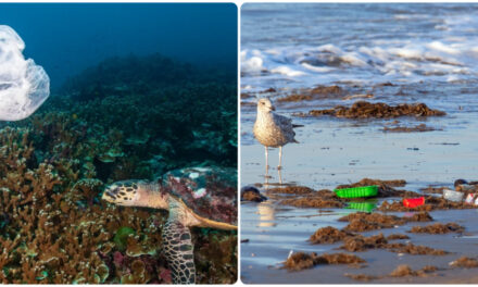 Contaminación de plásticos en mares y combate a la pesca ilegal