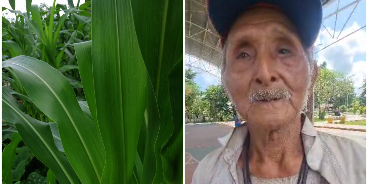 Tiene 82 años de edad y AÚn cultiva su milpa en zona maya