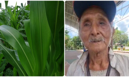Tiene 82 años de edad y AÚn cultiva su milpa en zona maya