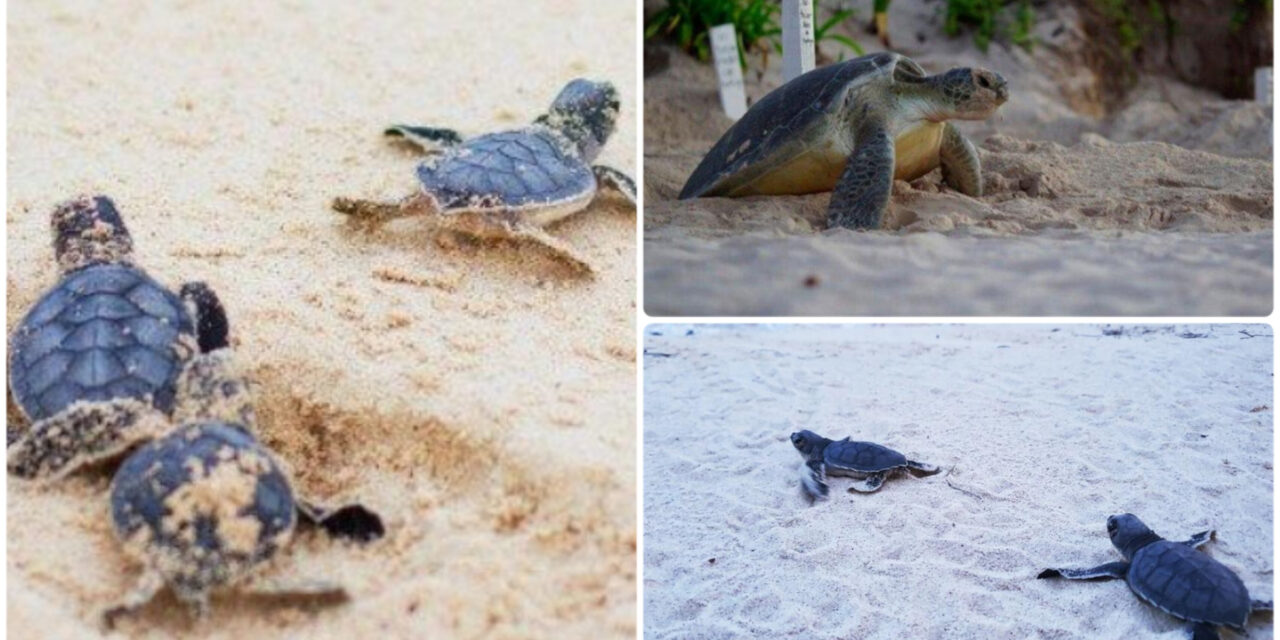 Tortuga laúd en santuario de Riviera Maya, inédita anidación